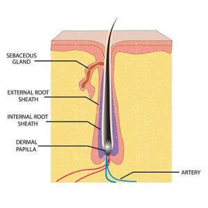 Diagram of the hair follicle